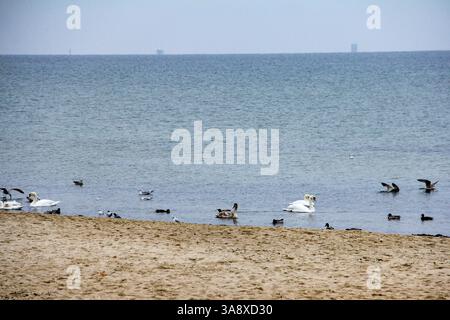 Sopot, Polonia - 11.11.2024: Spiaggia di Sopot con anatre, cigni e gabbiani che riposano sulla costa sabbiosa vicino al molo di Sopot, una destinazione balneare popolare Foto Stock