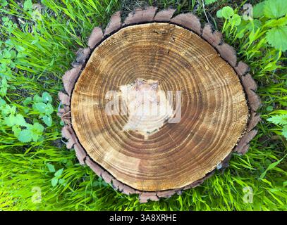 Tronco di albero, sezione trasversale del tronco di legno su erba verde, vista dall'alto Foto Stock