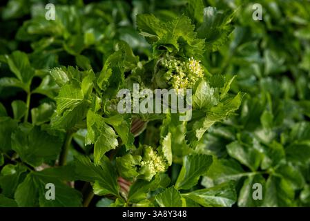 Smyrnium olusatrum, alexanders o alisander Foto Stock