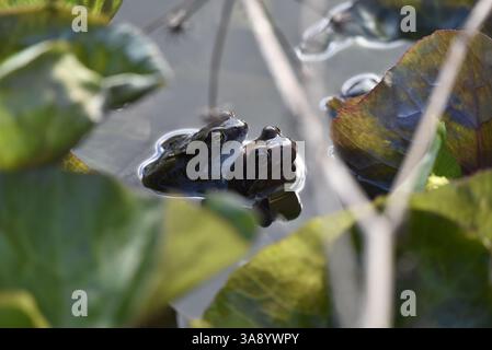 Sunlit Mating Pair of Common Frogs (Rana temporaria) con teste che sbirciano sopra l'acqua dello stagno, affiancate, incorniciate da vegetazione verde, scattate nel Regno Unito Foto Stock