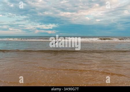 Uccelli che scivolano sull'acqua con le onde che rotolano verso la riva. Foto Stock