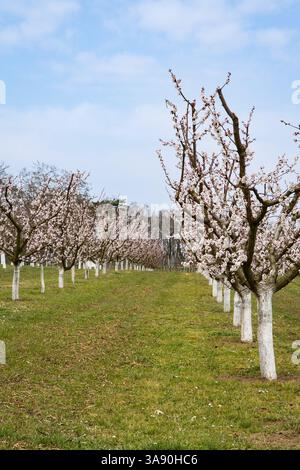 Frutteto di albicocche in piena fioritura in un allevamento di alberi Foto Stock