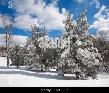 Pini innevati, Jocky Hollow National Historical Park, Morristown, New Jersey, Stati Uniti Foto Stock