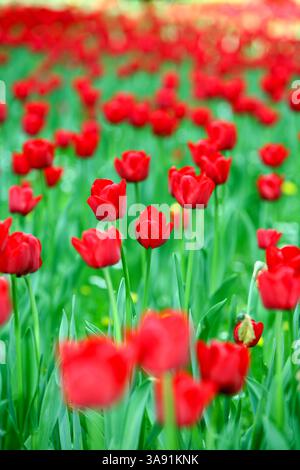 Un campo di tulipani rossi con foglie verdi. I fiori sono in piena fioritura e sono sparsi per tutto il campo. Concetto di bellezza e tranquillità Foto Stock