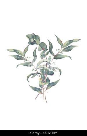 Bouquet di rami di eucalipto con foglie, germogli e fiori, legati con delicata corda. Acquerello isolato su bianco. Illustrazione botanica di ramoscelli Foto Stock