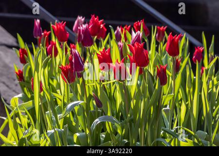 Rote Tulpen im Gegenlicht. // 28.03.2025: Stuttgart, Baden-Württemberg, Deutschland *** Red tulips against the light 28 03 2025 Stuttgart, Baden Württemberg, Germany Foto Stock