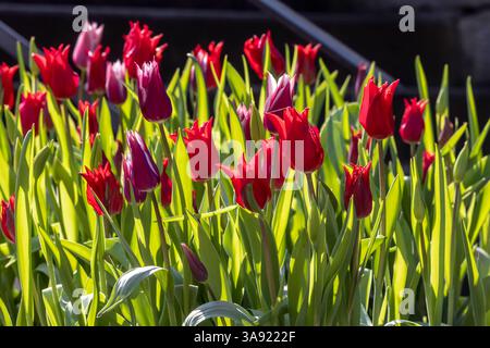 Rote Tulpen im Gegenlicht. // 28.03.2025: Stuttgart, Baden-Württemberg, Deutschland *** Red tulips against the light 28 03 2025 Stuttgart, Baden Württemberg, Germany Foto Stock