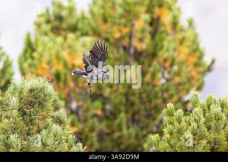 Lo Schiaccianoci (Nucifraga caryocatactes) vola tra i rami del pino svizzero, foresta di Aletsch, Vallese, Svizzera, Europa Foto Stock
