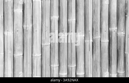 Recinzione di bambù bianca, primo piano texture di sfondo senza cuciture, vista frontale Foto Stock
