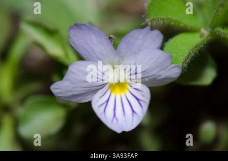 Campo Pansy, Viola bicolore Foto Stock