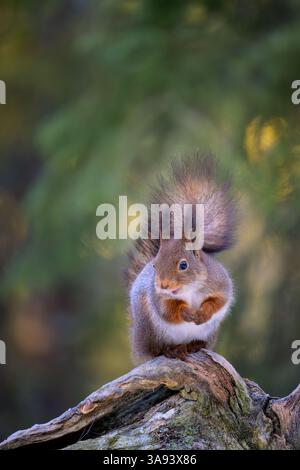 Grazioso scoiattolo rosso norvegese (Sciurus vulgaris) Foto Stock