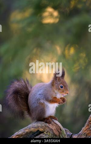 Grazioso scoiattolo rosso norvegese (Sciurus vulgaris) Foto Stock