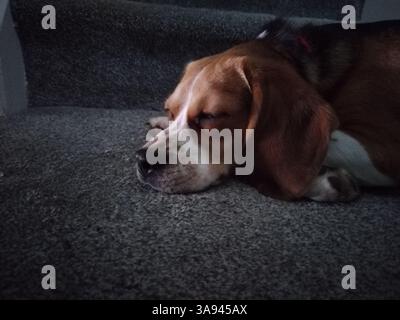 Beagle Ritratto di cane, cane che si stende addormentato Foto Stock