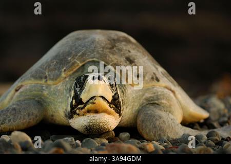 In contrasto con il carapace più piatto e curvo delle altre specie (il Kemp's ridley, endemico dei Caraibi), questa tartaruga marina ridley di oliva Foto Stock