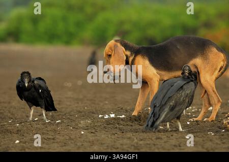 Il cane domestico scavando nella sabbia la tartaruga marina di ridley (Lepidochelys olivacea) nidifica, lasciando gli avanzi esposti agli avvoltoi neri ( Foto Stock