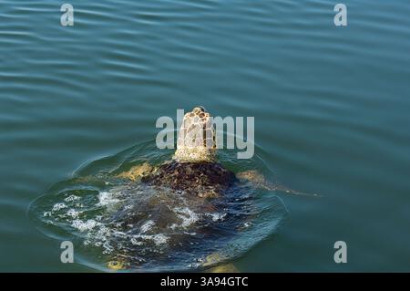 La tartaruga caretta si innalza in superficie per respirare, rivelando la sua potente testa e le sue robuste mascelle adatte ad alimentare la superficie di ettari Foto Stock