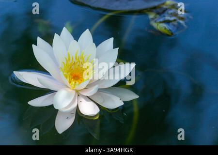 Ninfea, ninfea, fiori galleggianti su uno stagno Foto Stock