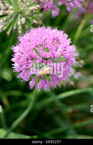 Un'ape di miele trova la sua posizione perfetta su un Allium viola con la sua sorprendente fioritura viola. Foto Stock