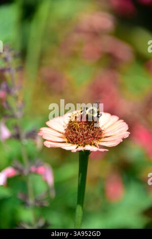 Una delicata zinnia, un soffice arrossamento di pesca, accoglie un'ape fuzzy. Foto Stock
