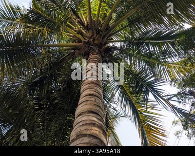 Vista ad angolo basso di un albero di cocco, riquadro orizzontale Foto Stock