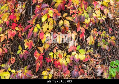 Parthenocissus quinquefolia - Virginia Creeper Vine cresce su una colonna di cemento in autunno. Foto Stock