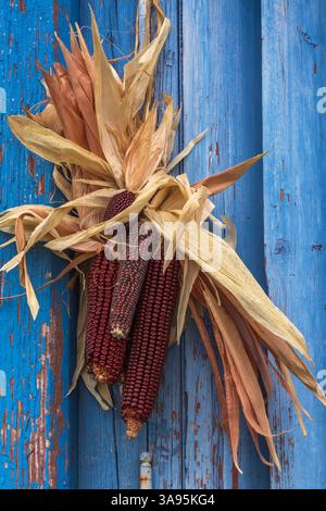 Primo piano di Zea mays decorativi - granoturco indiano di colore rossastro attaccato su una vecchia struttura in legno dipinta di blu in autunno. Foto Stock