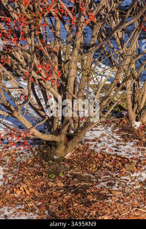 Euonymus alatus 'Burning Bush' - albero di mandrino con foglie sparse e pacciame alla base nel tardo autunno per proteggere contro l'inverno, Quebec, Canada Foto Stock