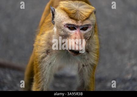 Torque Macaque scimmia del vecchio mondo su strada in Sri Lanka. Foto Stock