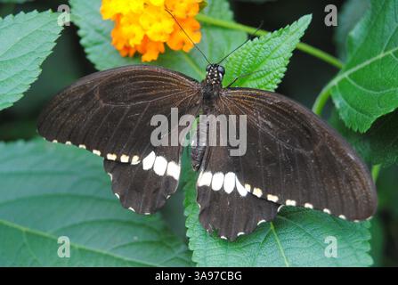 Farfalla di mormone comune (Papilio polytes). Si tratta di una specie comune di farfalla a coda di rondine ampiamente diffusa in tutta l'Asia. Foto Stock