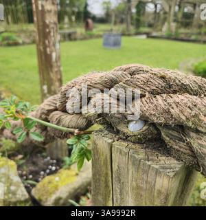 Primo piano di un po' di corda invecchiata su cui si arrampica ivy, Stydd Gardens, Regno Unito. Foto Stock