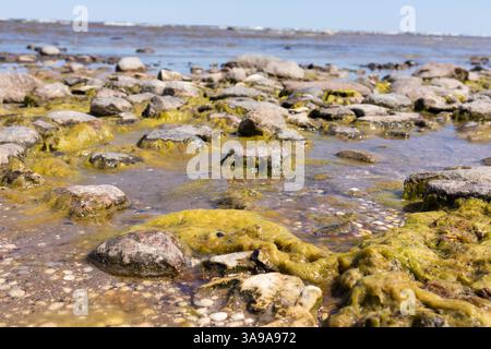spiaggia rocciosa con rocce ricoperte di alghe. Foto Stock