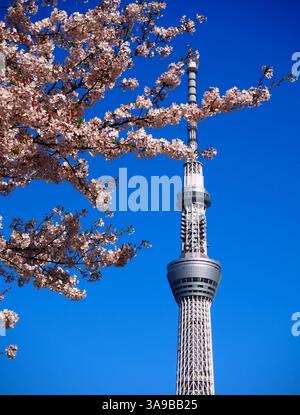 Primavera a Tokyo: Fiori di ciliegio e Tokyo Skytree Foto Stock