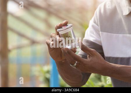 Coltivatore di canapa da primo piano che mostra prodotto secco di gemme di canapa sativa per uso medico o fumo di rilassamento nella fattoria di cannabis legalizza Foto Stock