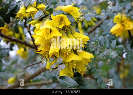Giallo Sophora Sun King «Hilsop» in fiore. Foto Stock