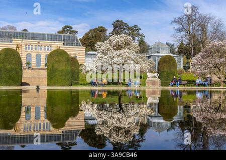 Magnolienblüte Magnolia in der Wilhelma Stuttgart. Im Maurischen Garten der Wilhelma befindet sich nach eigenen Angaben der größte Magnolien-Hain nördlich der Alpen. Im Seerosenteich spiegelt sich ein Gewächshaus. // 24.03.2025: Stoccarda, Baden-Württemberg, Deutschland, Europa *** Magnolia in fiore a Wilhelma Stoccarda secondo Wilhelma, il giardino moresco ospita il più grande boschetto di magnolia a nord delle Alpi Una serra si riflette nello stagno delle ninfee 24 03 2025 Stoccarda, Baden Württemberg, Germania, Europa Foto Stock