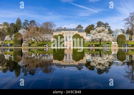Magnolienblüte Magnolia in der Wilhelma Stuttgart. Im Maurischen Garten der Wilhelma befindet sich nach eigenen Angaben der größte Magnolien-Hain nördlich der Alpen. Im Seerosenteich spiegelt sich ein Gewächshaus. // 24.03.2025: Stoccarda, Baden-Württemberg, Deutschland, Europa *** Magnolia in fiore a Wilhelma Stoccarda secondo Wilhelma, il giardino moresco ospita il più grande boschetto di magnolia a nord delle Alpi Una serra si riflette nello stagno delle ninfee 24 03 2025 Stoccarda, Baden Württemberg, Germania, Europa Foto Stock
