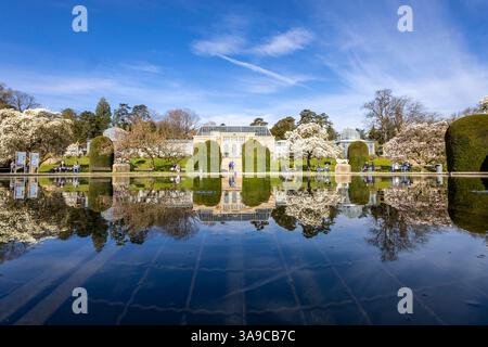 Magnolienblüte Magnolia in der Wilhelma Stuttgart. Im Maurischen Garten der Wilhelma befindet sich nach eigenen Angaben der größte Magnolien-Hain nördlich der Alpen. Im Seerosenteich spiegelt sich ein Gewächshaus. // 24.03.2025: Stoccarda, Baden-Württemberg, Deutschland, Europa *** Magnolia in fiore a Wilhelma Stoccarda secondo Wilhelma, il giardino moresco ospita il più grande boschetto di magnolia a nord delle Alpi Una serra si riflette nello stagno delle ninfee 24 03 2025 Stoccarda, Baden Württemberg, Germania, Europa Foto Stock