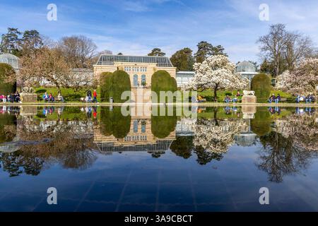 Magnolienblüte Magnolia in der Wilhelma Stuttgart. Im Maurischen Garten der Wilhelma befindet sich nach eigenen Angaben der größte Magnolien-Hain nördlich der Alpen. Im Seerosenteich spiegelt sich ein Gewächshaus. // 24.03.2025: Stoccarda, Baden-Württemberg, Deutschland, Europa *** Magnolia in fiore a Wilhelma Stoccarda secondo Wilhelma, il giardino moresco ospita il più grande boschetto di magnolia a nord delle Alpi Una serra si riflette nello stagno delle ninfee 24 03 2025 Stoccarda, Baden Württemberg, Germania, Europa Foto Stock