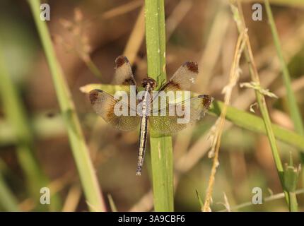 Pied Paddy Skimmer Dragonfly, donna - Neurothemis tullia Foto Stock