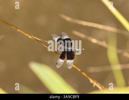 Pied Paddy Skimmer Dragonfly maschio - Neurothemis tullia Foto Stock