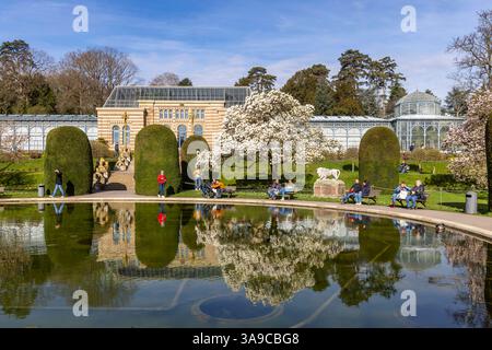 Magnolienblüte Magnolia in der Wilhelma Stuttgart. Im Maurischen Garten der Wilhelma befindet sich nach eigenen Angaben der größte Magnolien-Hain nördlich der Alpen. Im Seerosenteich spiegelt sich ein Gewächshaus. // 24.03.2025: Stoccarda, Baden-Württemberg, Deutschland, Europa *** Magnolia in fiore a Wilhelma Stoccarda secondo Wilhelma, il giardino moresco ospita il più grande boschetto di magnolia a nord delle Alpi Una serra si riflette nello stagno delle ninfee 24 03 2025 Stoccarda, Baden Württemberg, Germania, Europa Foto Stock