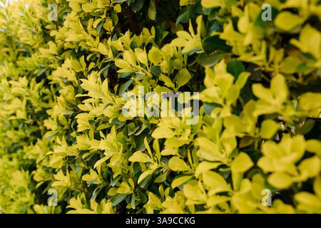 Euonymus japonicus eldorado. Euonimo nel giardino di primavera, cespuglio luminoso decorativo Foto Stock