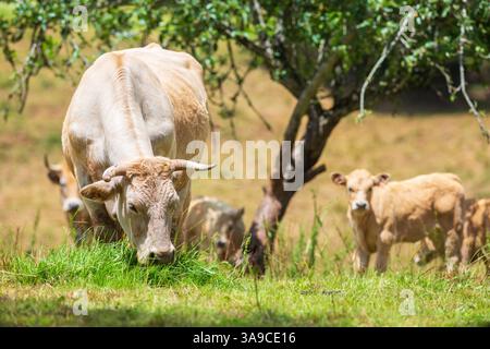 Vacche e vitelli Aubrac che pascolano in Francia in un ambiente naturale Foto Stock