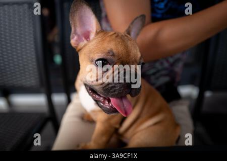 Carino bulldog cucciolo francese marrone Foto Stock