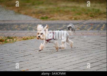 Il cane dello Yorkshire terrier corre sul marciapiede al guinzaglio nel parco, a fine estate, in autunno. Un piccolo cane al guinzaglio cammina accanto al suo proprietario in un'area per camminare con i cani. Professionisti Foto Stock