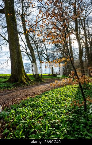 Aglio selvatico nella splendida foresta accanto al sentiero escursionistico al tramonto Foto Stock