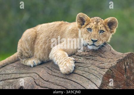 African Lion cub Foto Stock