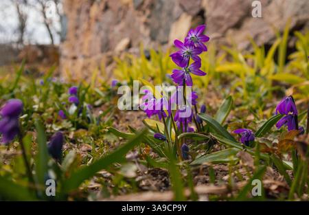 Immagine ravvicinata di vivaci fiori selvatici viola che fioriscono in ambienti naturali, circondati da vegetazione verde e varie piante, la compasione trasuda un Foto Stock