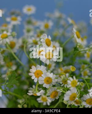 decorazioni e fiori di pasqua Foto Stock