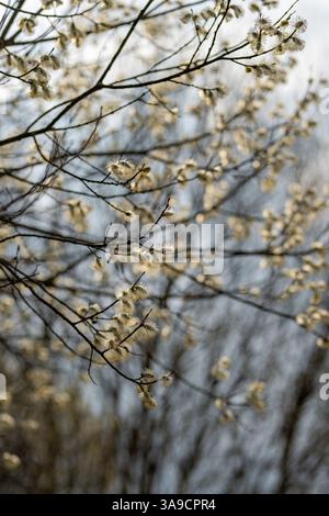 Uova di Pasqua sui rami di un Willow Tree in fiore, ulteriori informazioni Foto Stock